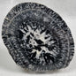 Orbicular Granite Nodule Polished YOG009