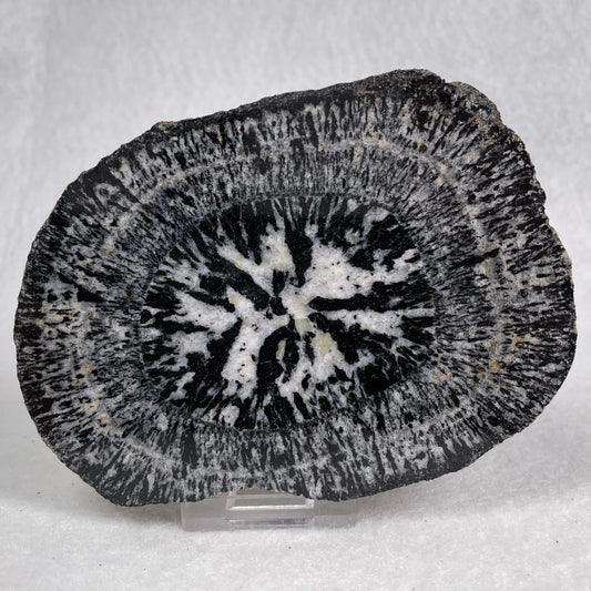 Orbicular Granite Nodule Polished YOG010