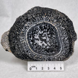 Orbicular Granite Nodule Polished YOG011