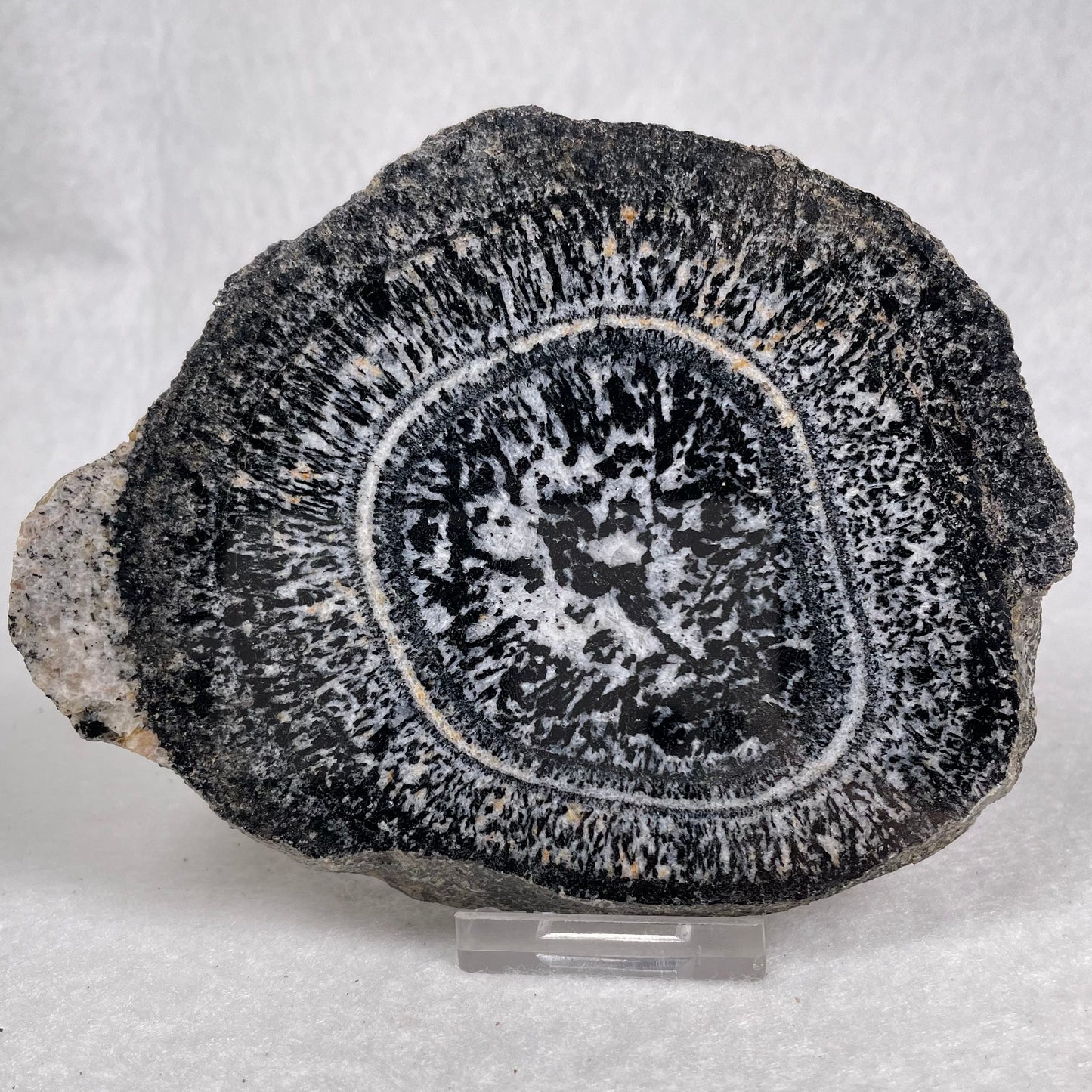 Orbicular Granite Nodule Polished YOG011