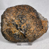 Orbicular Granite Nodule Polished YOG011