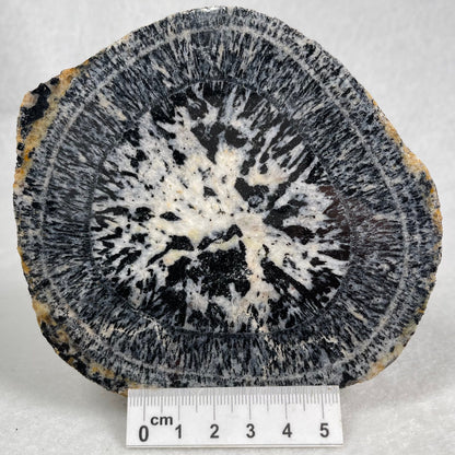 Orbicular Granite Nodule Polished YOG012