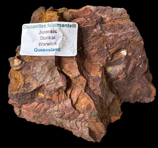 OTOZAMITES FEISTMANTELLI LEAF FOSSIL, QUEENSLAND, AUSTRALIA F646