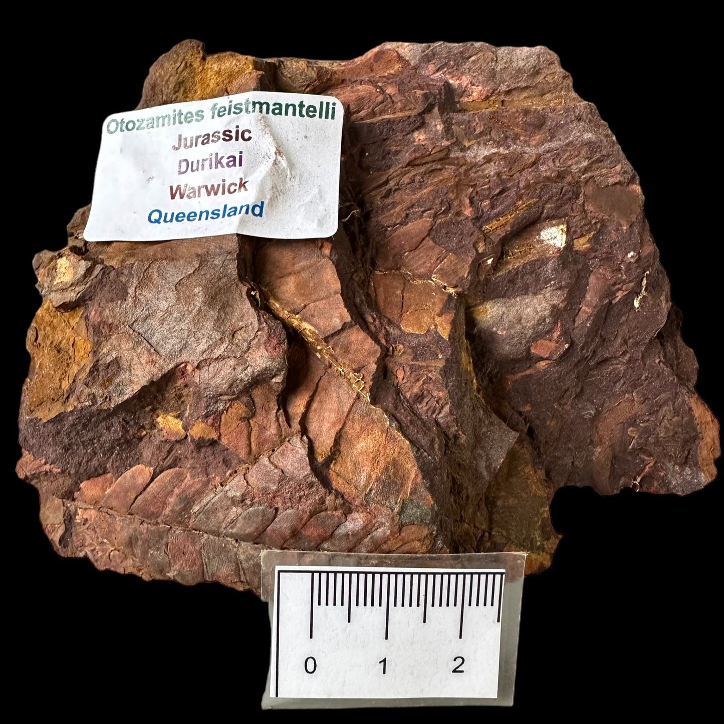 OTOZAMITES FEISTMANTELLI LEAF FOSSIL, QUEENSLAND, AUSTRALIA F646