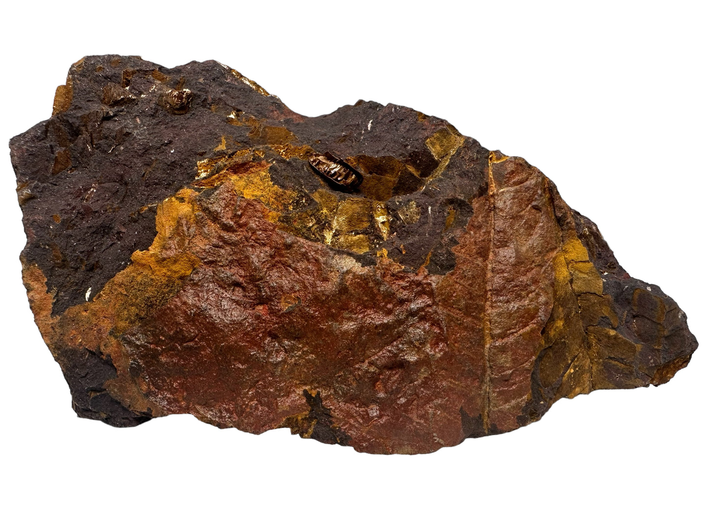 OTOZAMITES FEISTMANTELLI LEAF FOSSIL, QUEENSLAND, AUSTRALIA F561