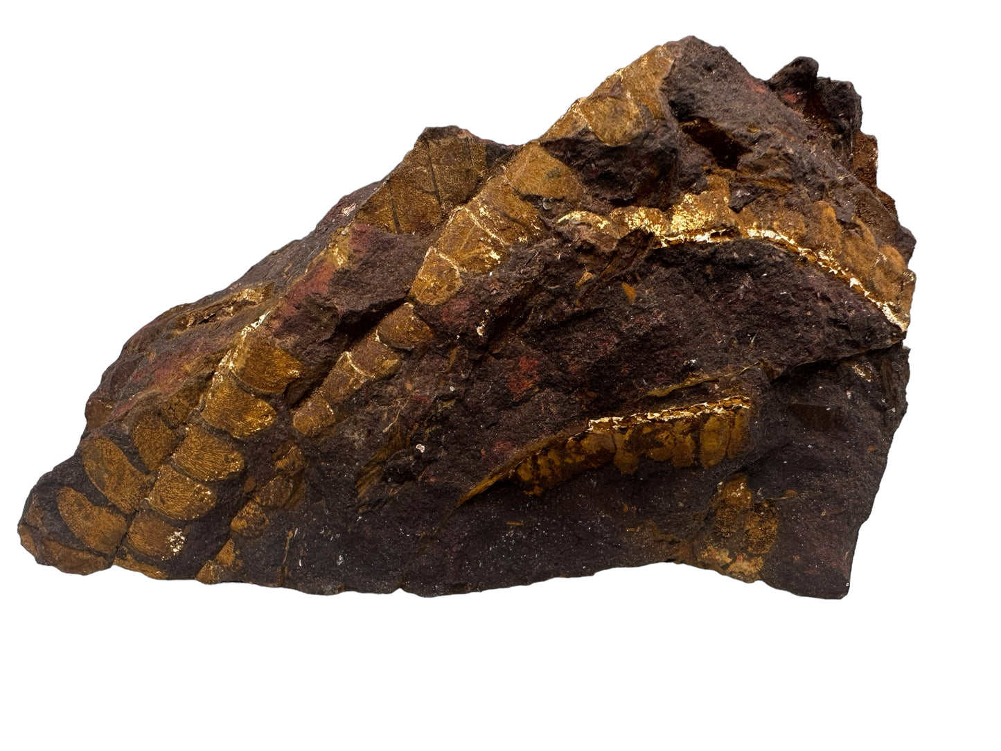 OTOZAMITES FEISTMANTELLI LEAF FOSSIL, QUEENSLAND, AUSTRALIA F561