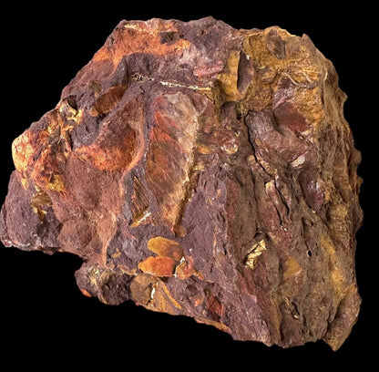 OTOZAMITES FEISTMANTELLI LEAF FOSSIL, QUEENSLAND, AUSTRALIA F646