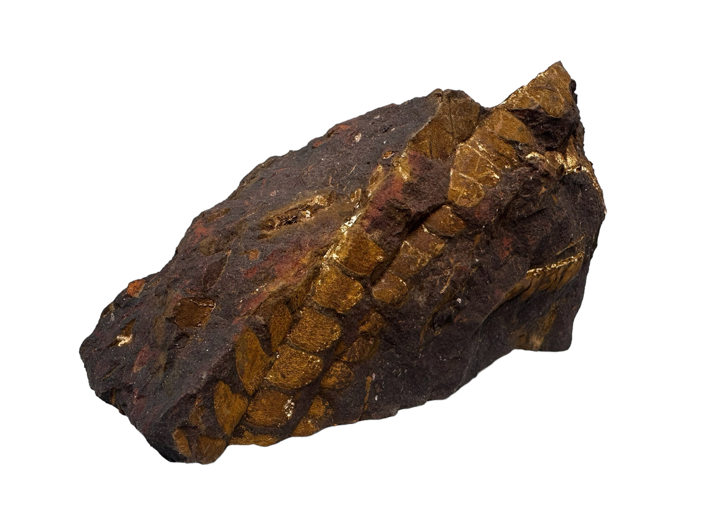 OTOZAMITES FEISTMANTELLI LEAF FOSSIL, QUEENSLAND, AUSTRALIA F561