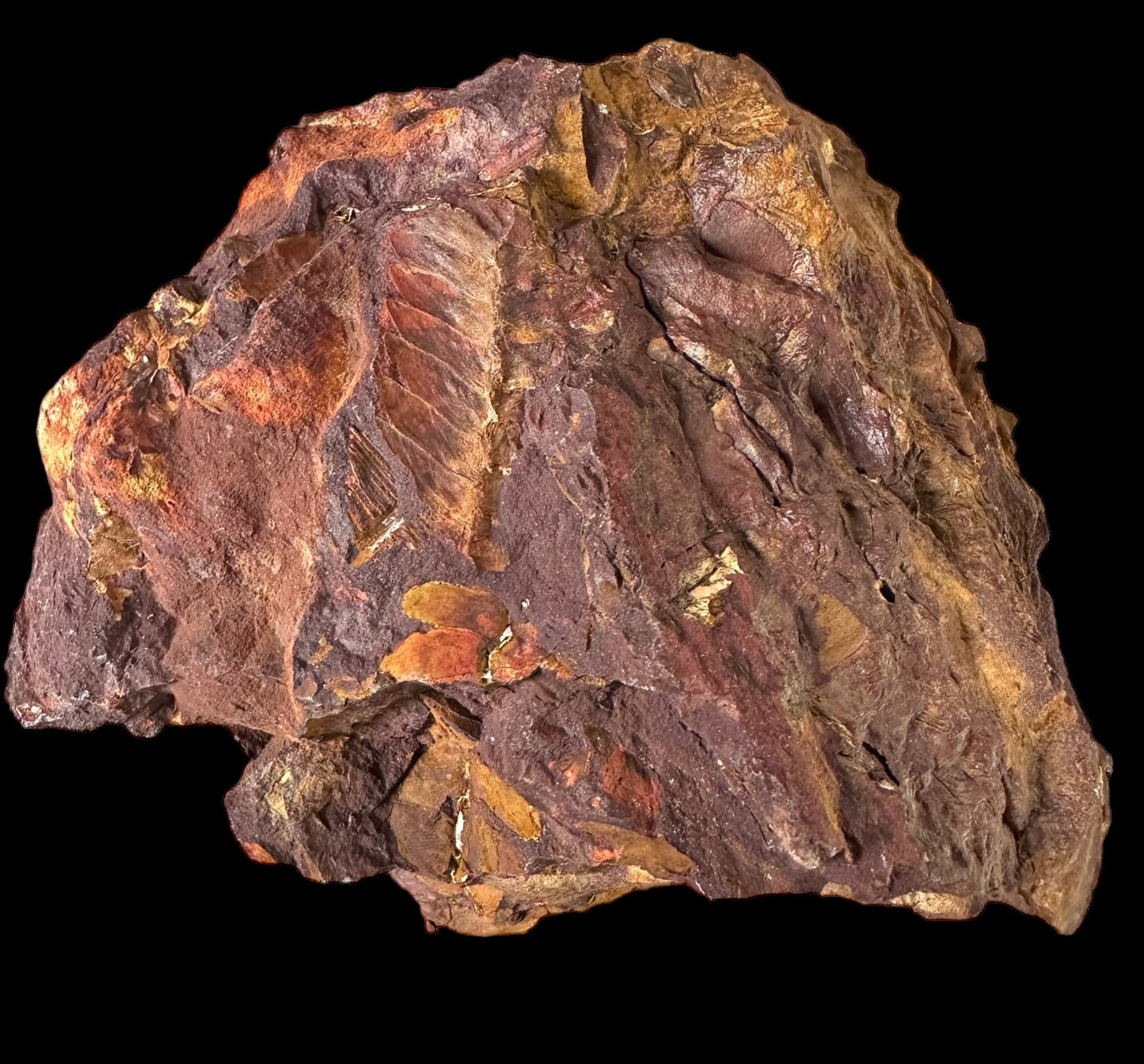 OTOZAMITES FEISTMANTELLI LEAF FOSSIL, QUEENSLAND, AUSTRALIA F646