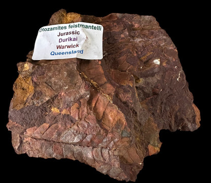 OTOZAMITES FEISTMANTELLI LEAF FOSSIL, QUEENSLAND, AUSTRALIA F646