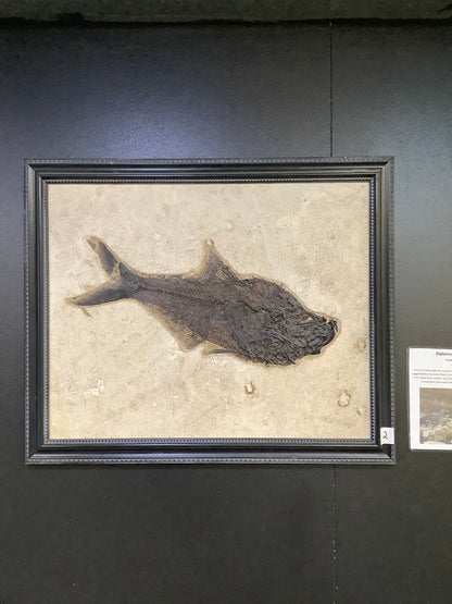 Fossil Fish Diplomystus