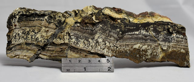 STROMATOLITE Microbial Fossil Mat Dresser Formation, Australia MICRO00001