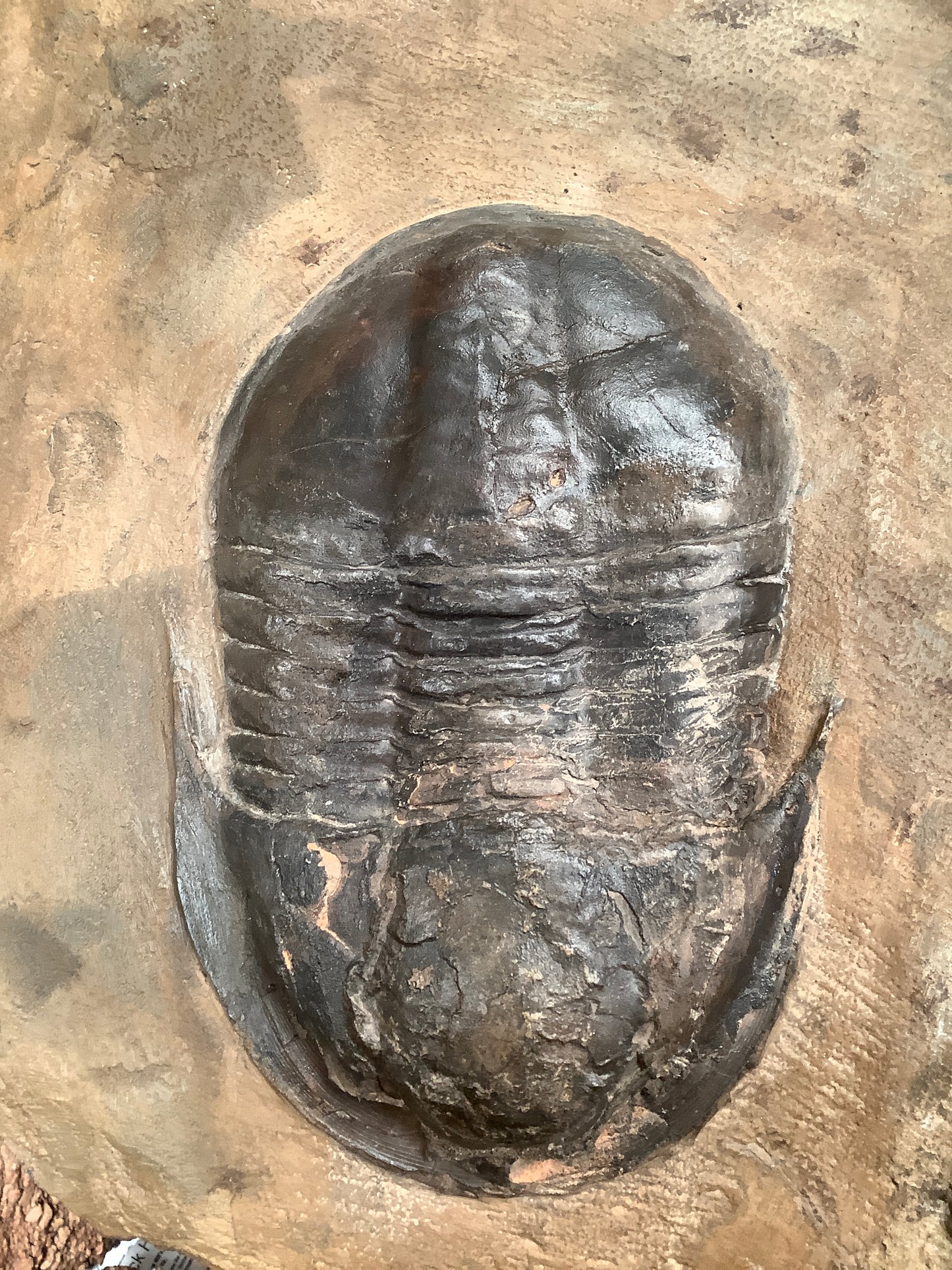 Trilobite Fossil