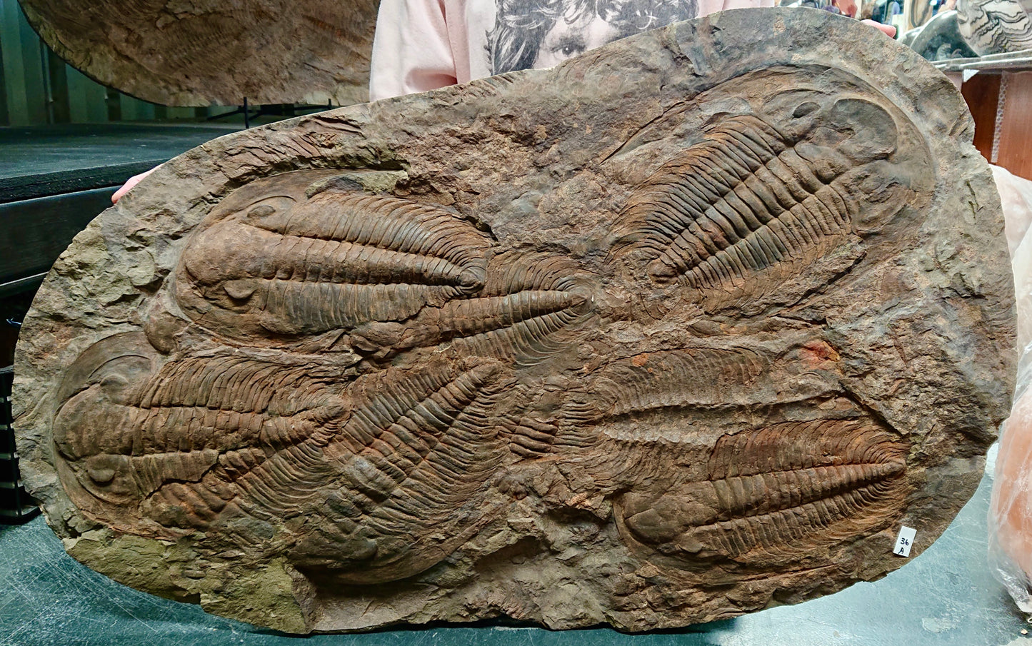 Trilobites Pair