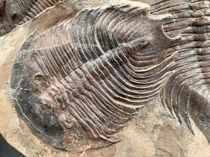 Trilobite Fossil