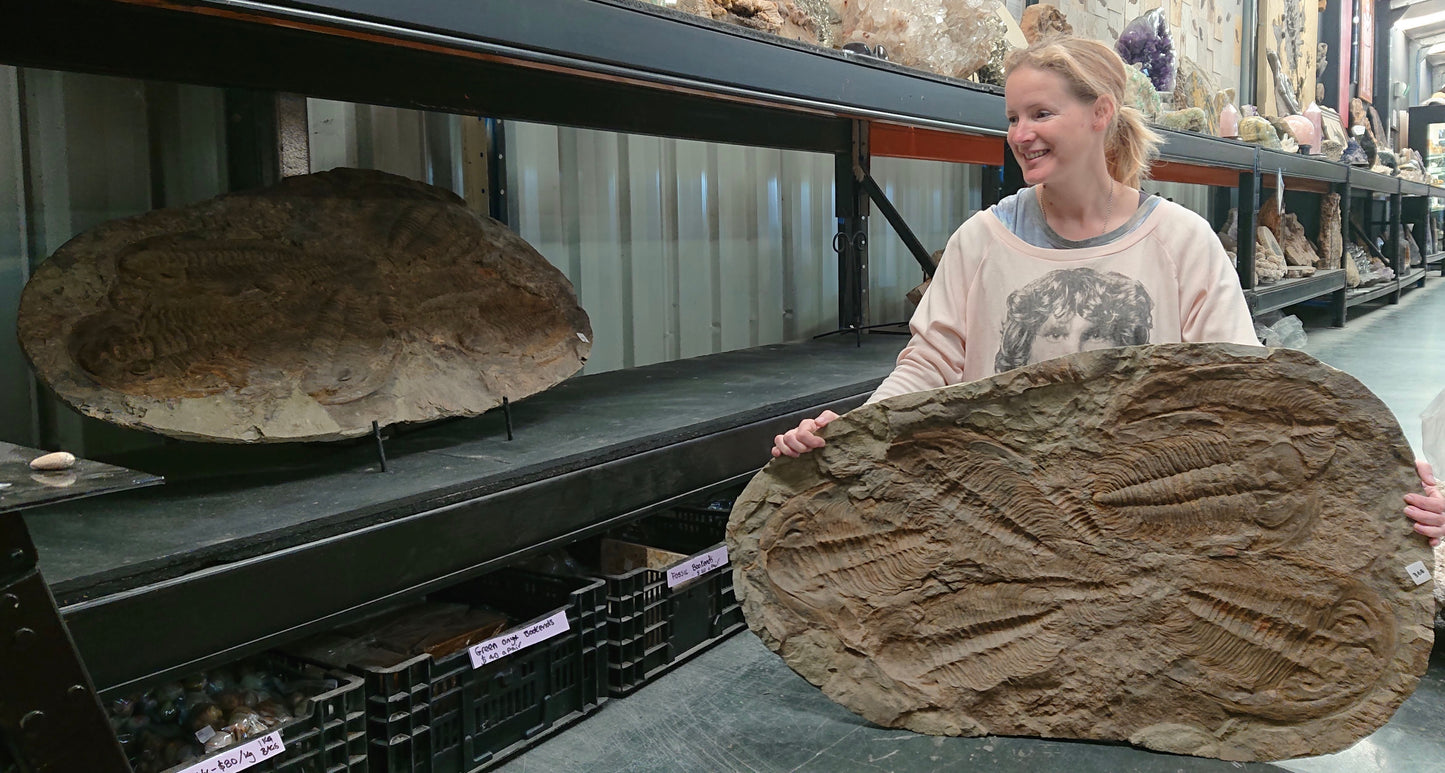 Trilobites Pair