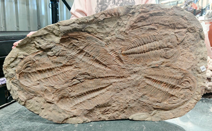 Trilobites Pair