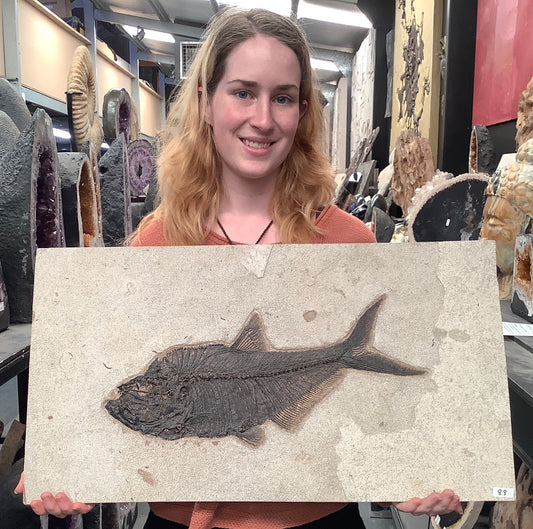 Fossil Fish Diplomystus