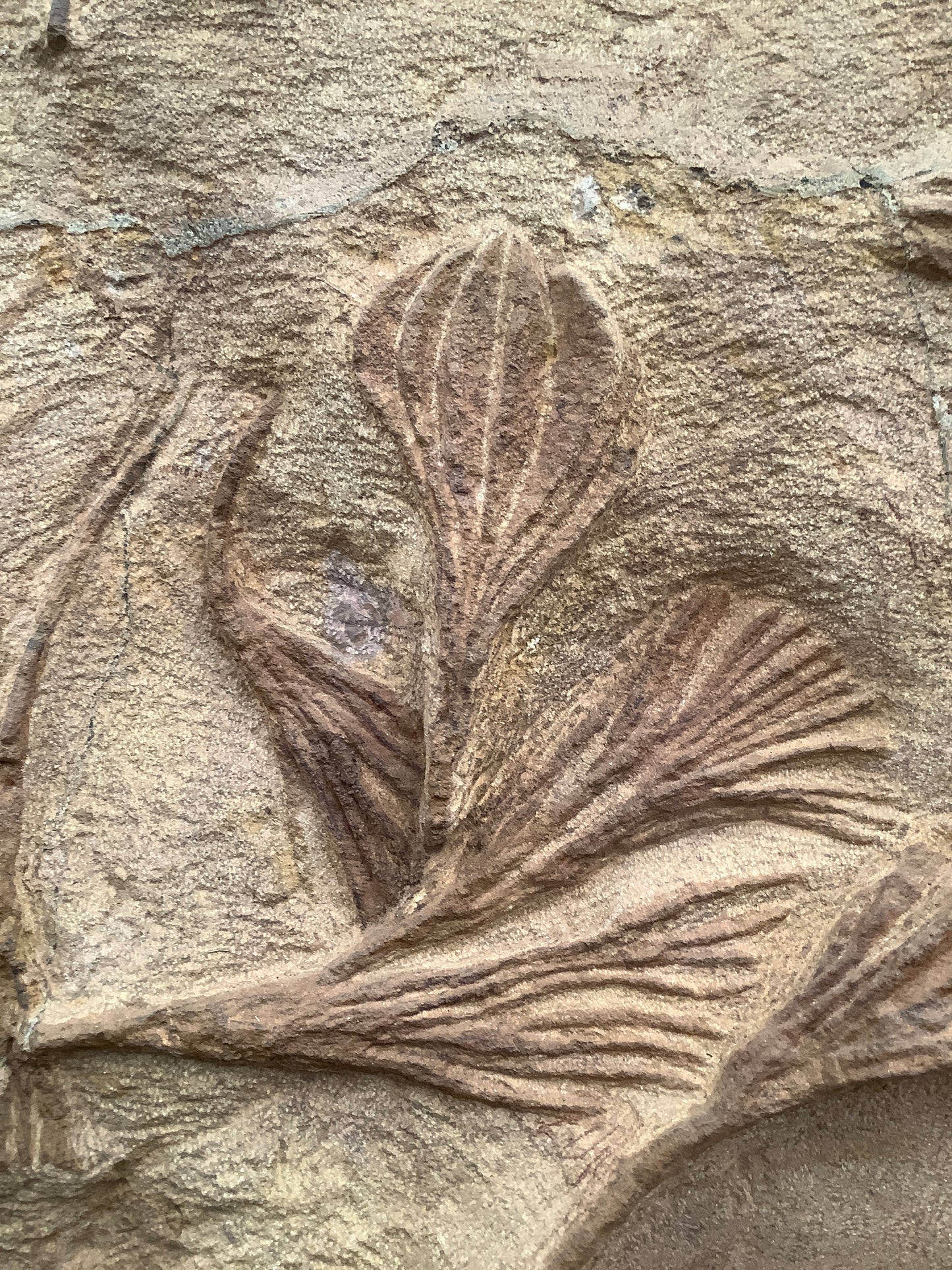 Crinoid and Starfish Fossil