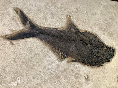 Fossil Fish Diplomystus