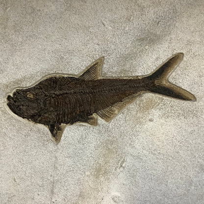 Fossil Fish Diplomystus