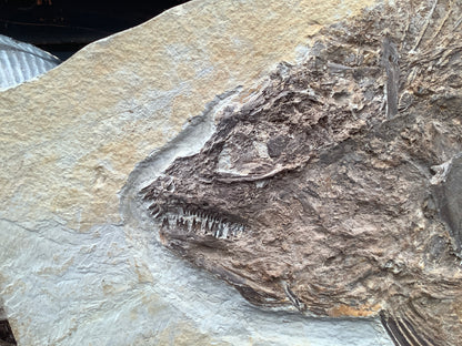 Fossil Fish Phareodus