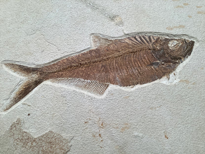 Fossil Fish