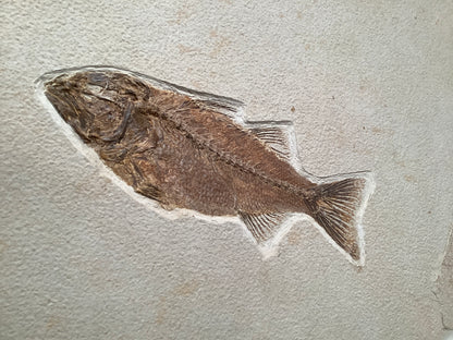 Fossil Fish