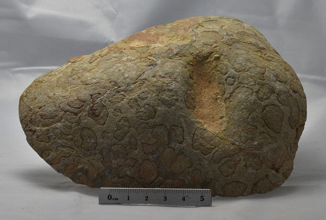 Stromatolite LINELLA AVIS MICROBIALITE Polished FOSSIL, Australia (S622)