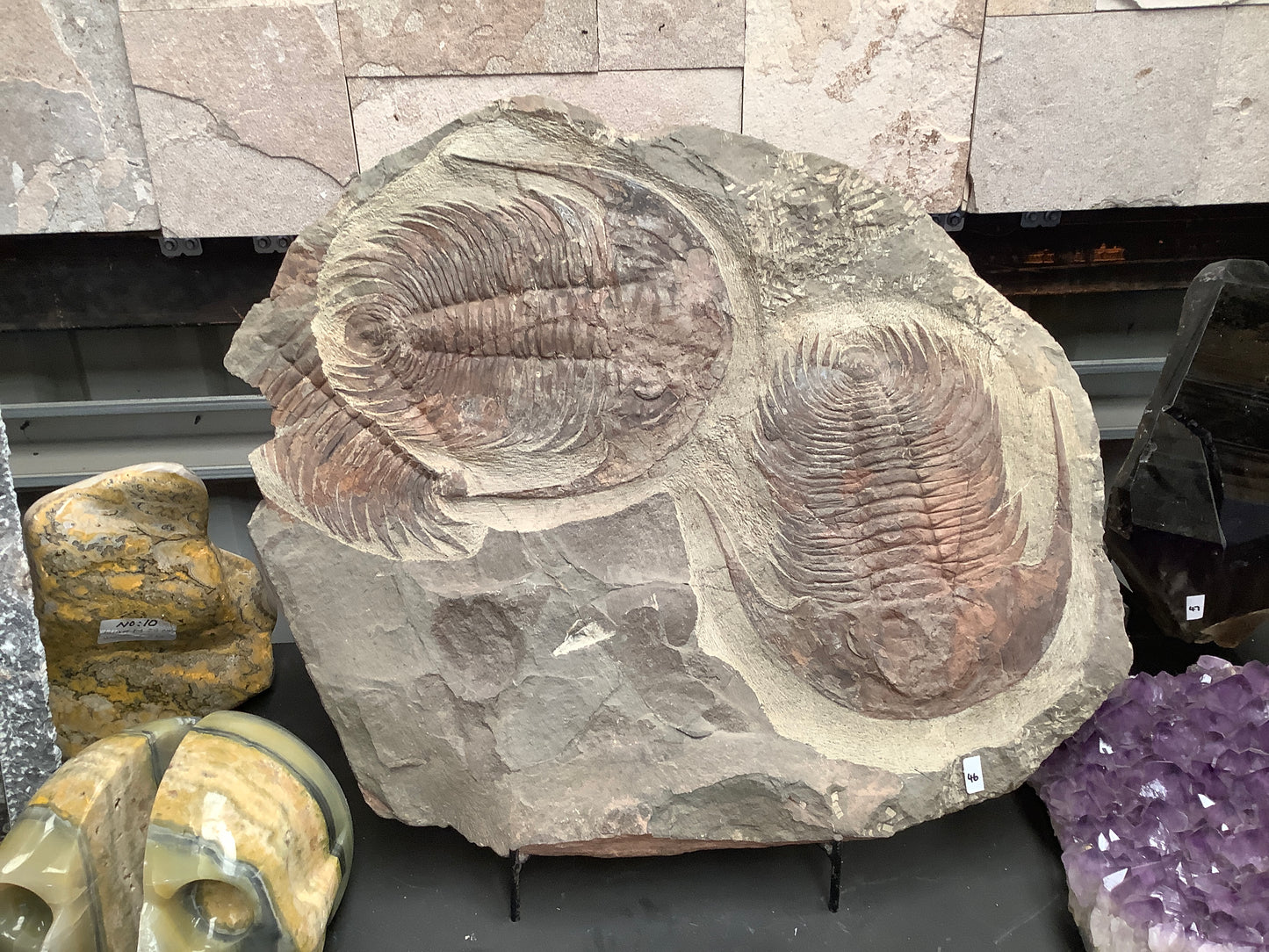 Trilobite Fossil Plate