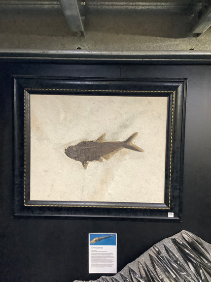 Fossil Fish Diplomystus