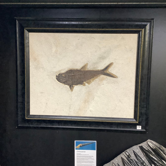 Fossil Fish Diplomystus