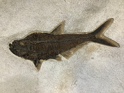 Fossil Fish Diplomystus