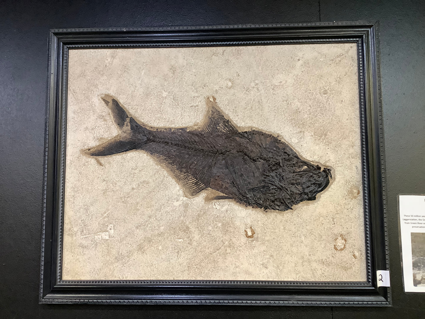 Fossil Fish Diplomystus