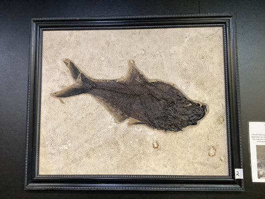 Fossil Fish Diplomystus