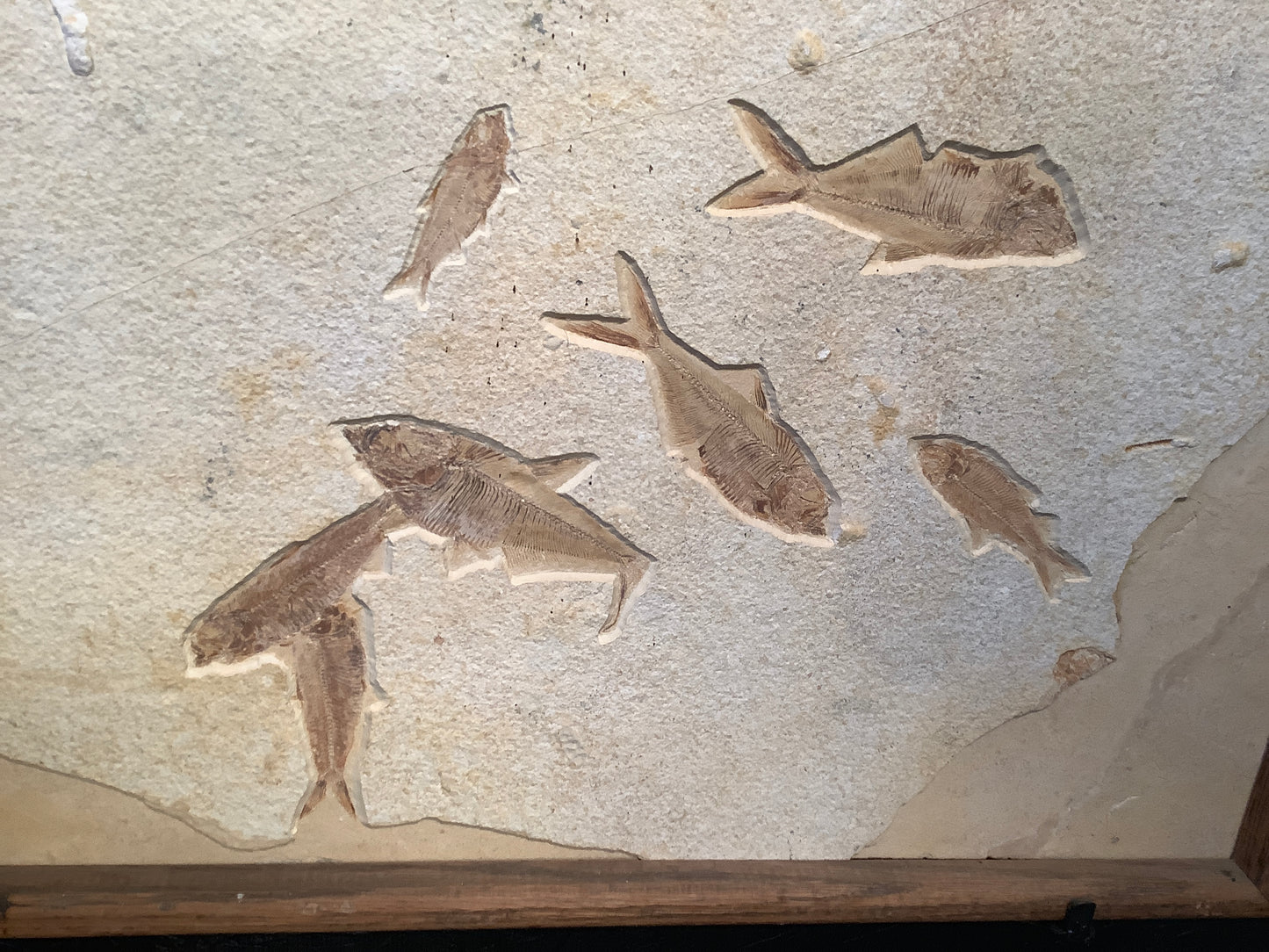 Fossil Fish