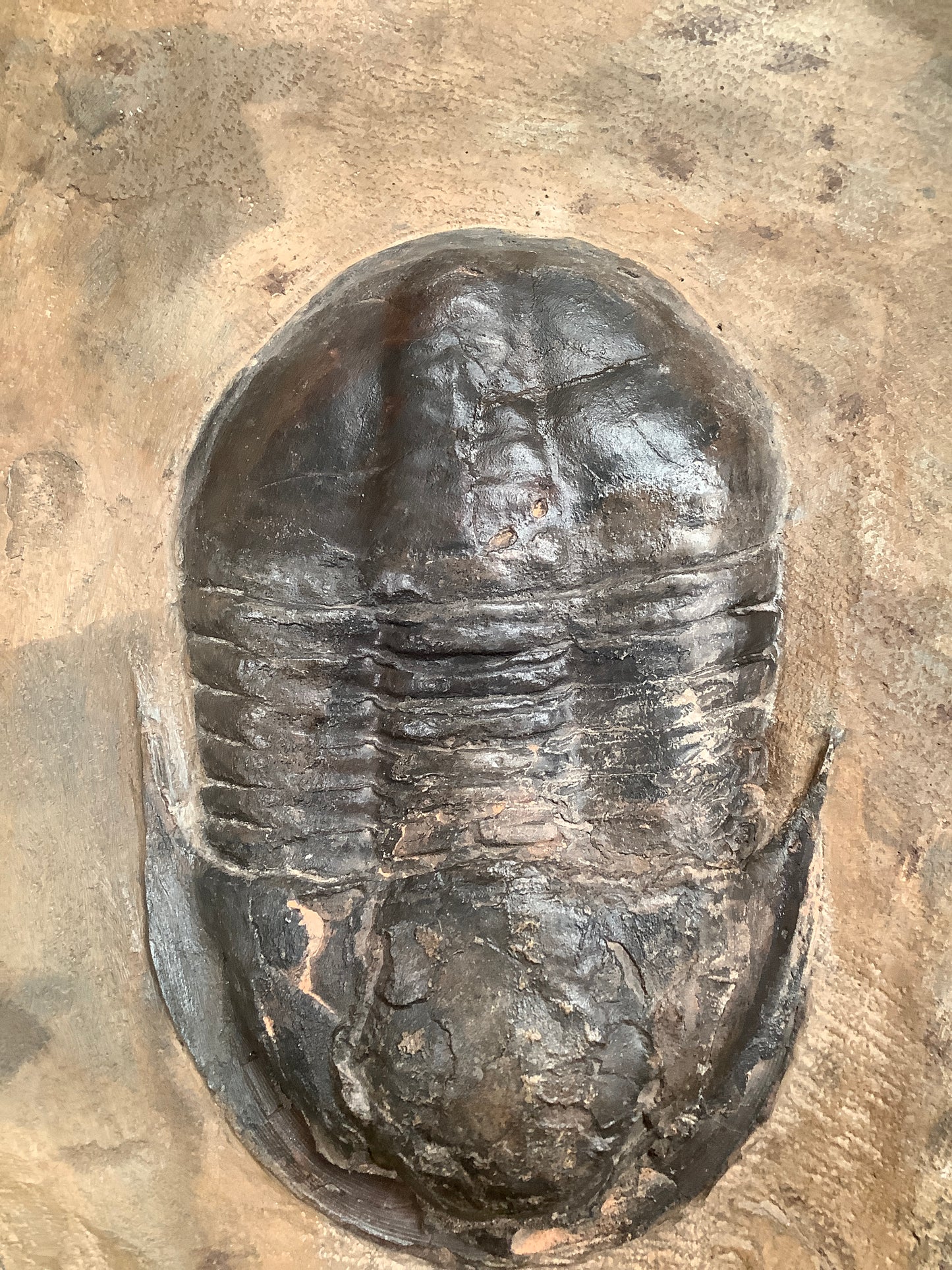 Trilobite Fossil