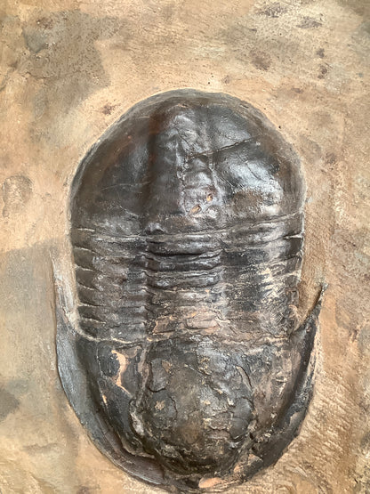 Trilobite Fossil