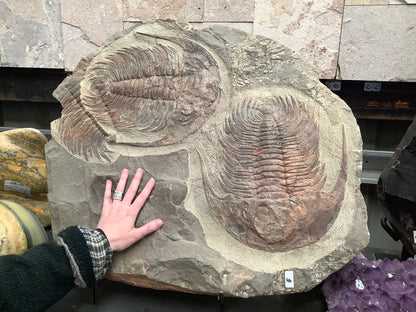 Trilobite Fossil Plate