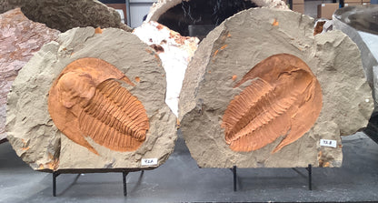 Trilobite Fossil Pair