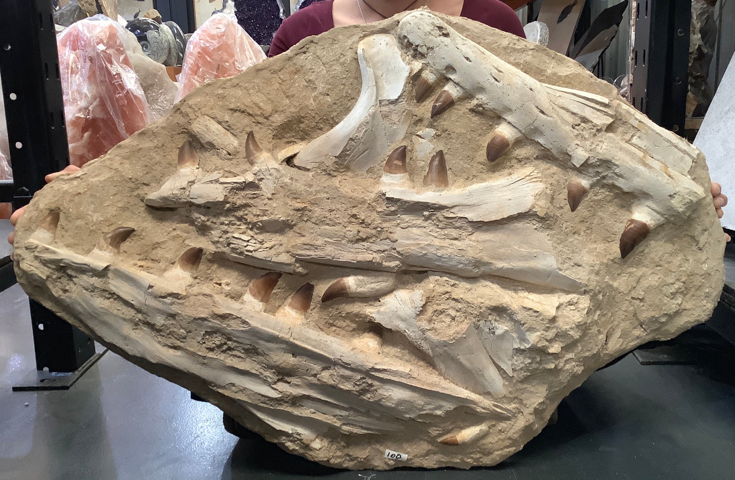 Mosasaur anceps