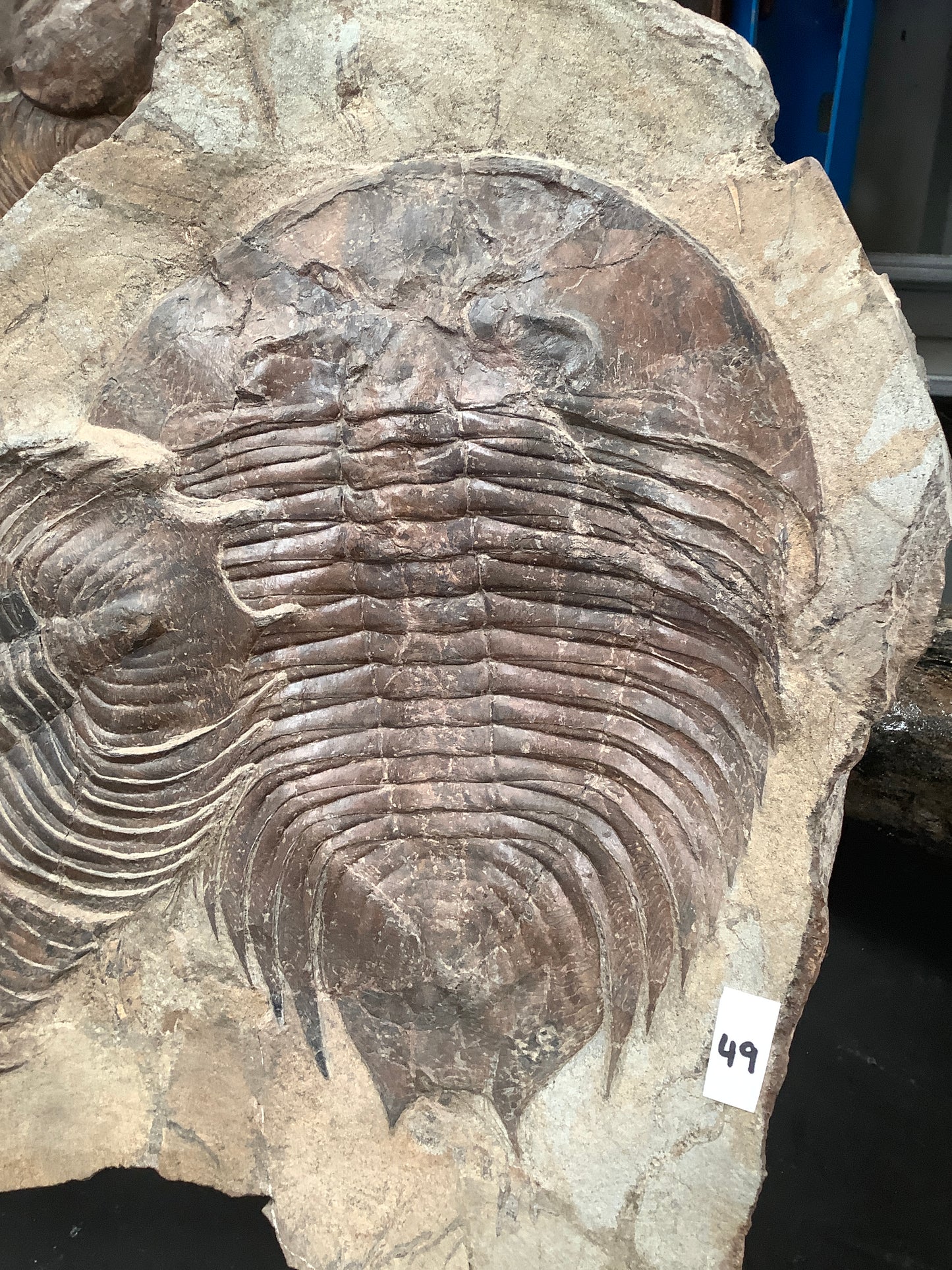 Trilobite Fossil