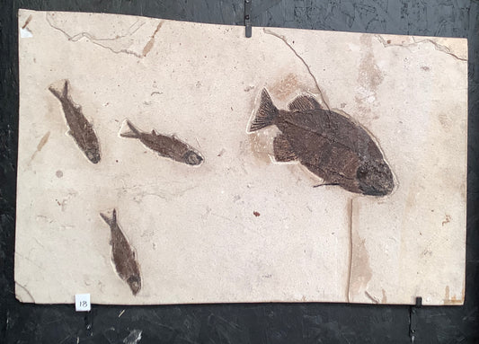 Phareodus encaustus and Knightia alta Fossil Fish