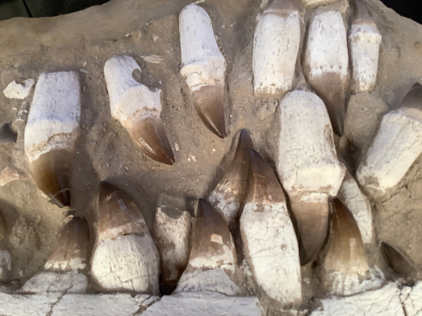 Mosasaur Jaw