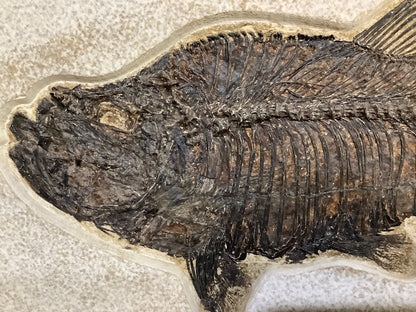 Fossil Fish Diplomystus