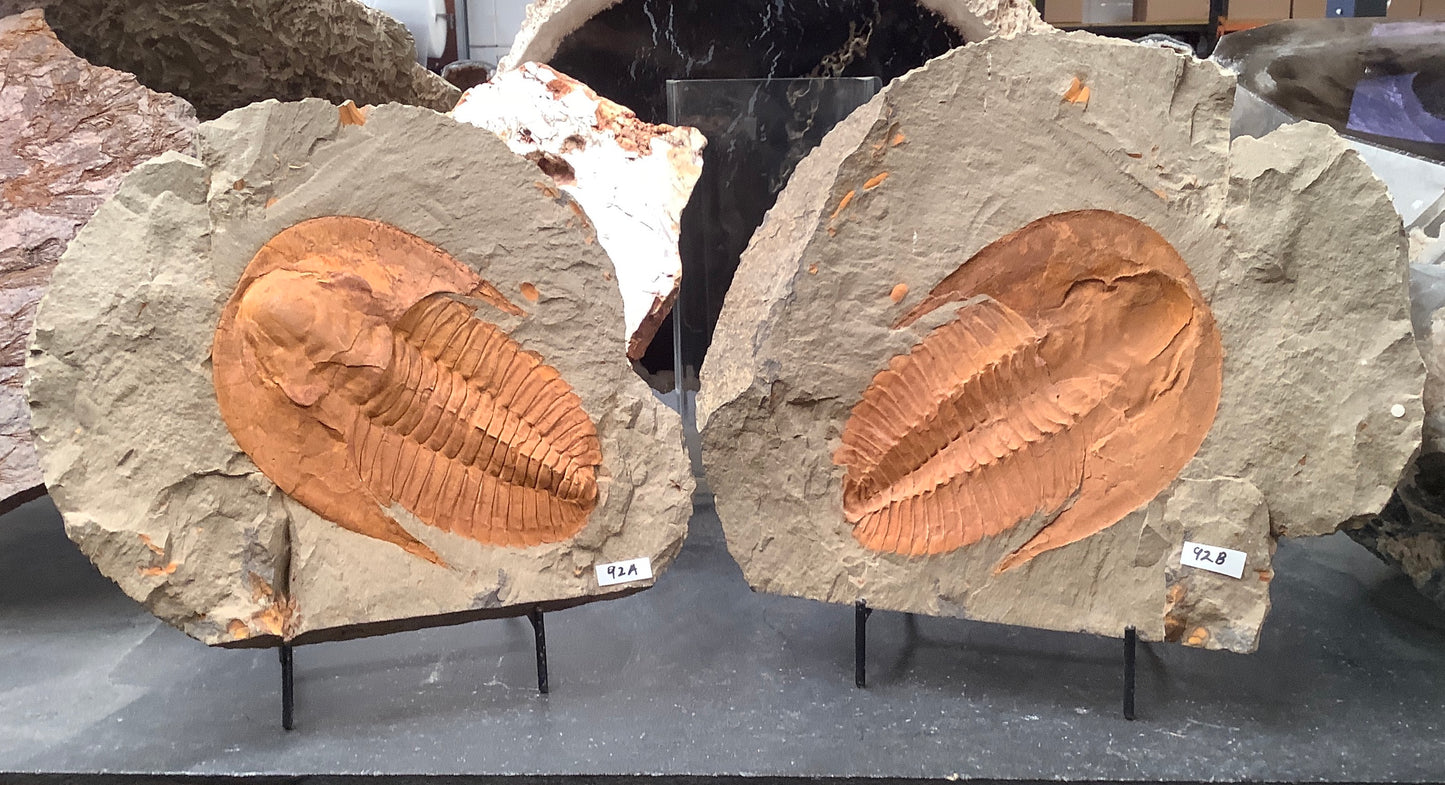 Trilobite Fossil Pair