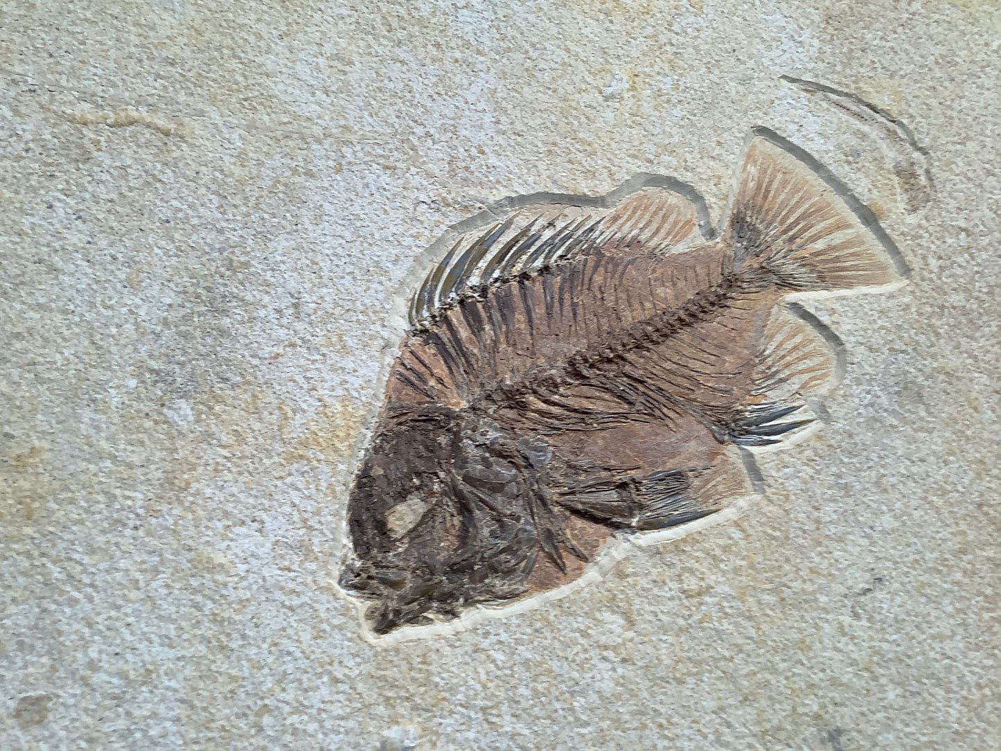 Fossil Fish