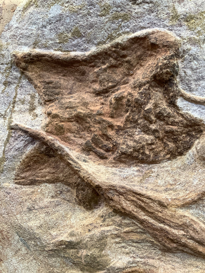 Crinoid and Starfish Fossil