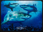 Rosie the Shark | 3D Placemat