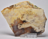 OPALISED WOOD SLICE, Polished Oligocene, Springsure Qld, Australia S708